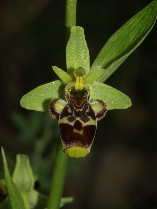 Ophrys conradiae - (2 parte)